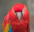 IMG_8599 scarlet macaw head on